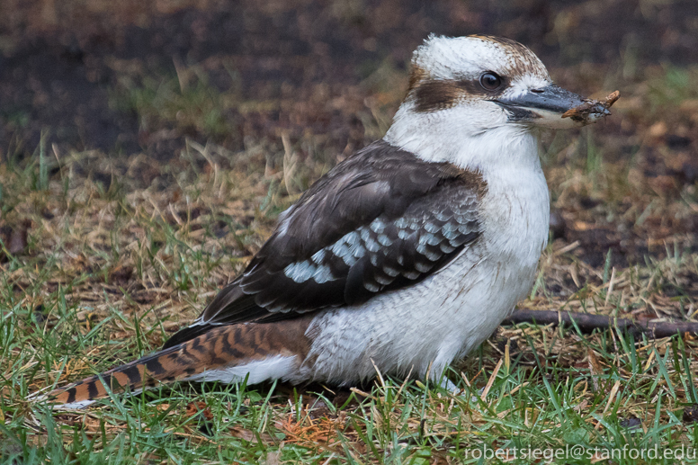 kookaburra